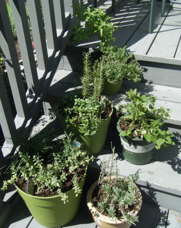 Herb Garden in Containers 7-21-12