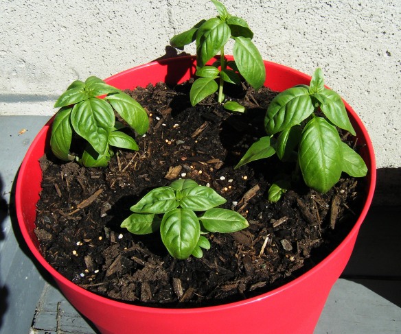 Basil-Container